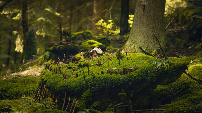 Martin und das Geheimnis des Waldes - Filmfotos