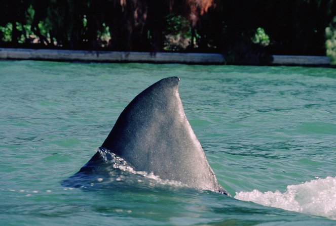Jaws 3-D: El gran tiburón - De la película