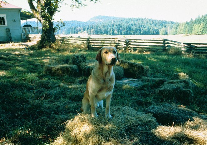 Far From Home: The Adventures of Yellow Dog - Kuvat elokuvasta