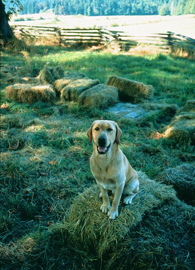 Far From Home: The Adventures of Yellow Dog - Photos