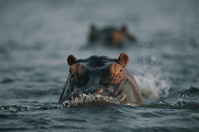 10 Tiere, die töten - Filmfotos