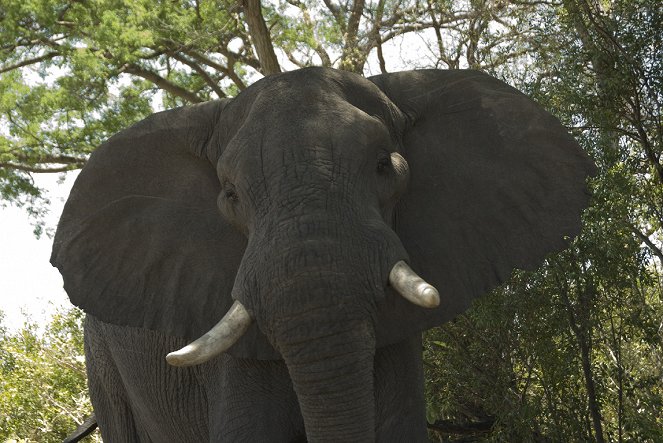 10 zvířat, která vás dokážou zabít - Z filmu