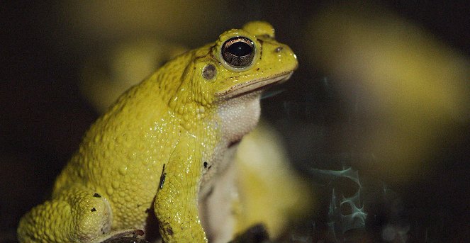 Universum: Naturwunder Costa Rica - Rückkehr zur Wildnis - Filmfotos