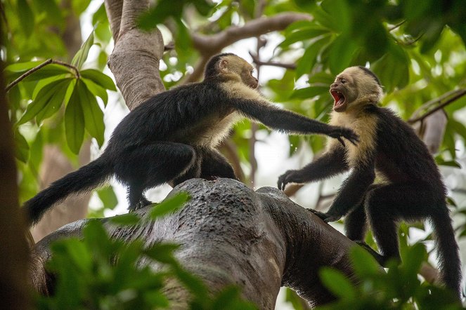 Costa Rican Wildlife - De la película