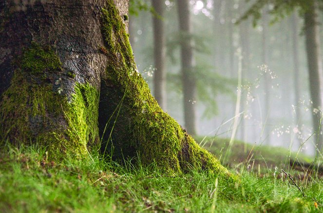 Mythos deutscher Wald - Erkundung einer Seelenlandschaft - Photos