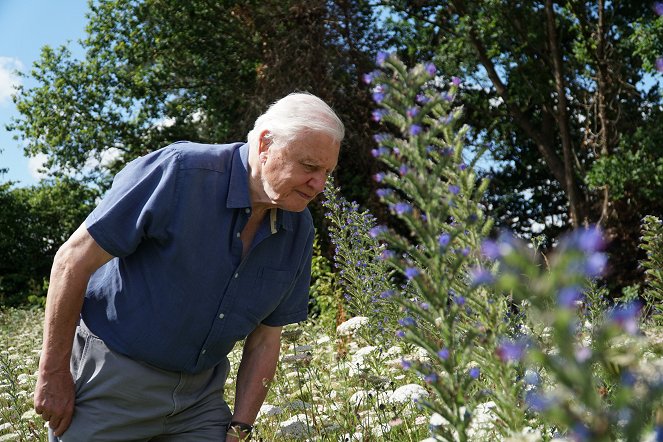 David Attenborough: Az élet színei - Filmfotók - David Attenborough