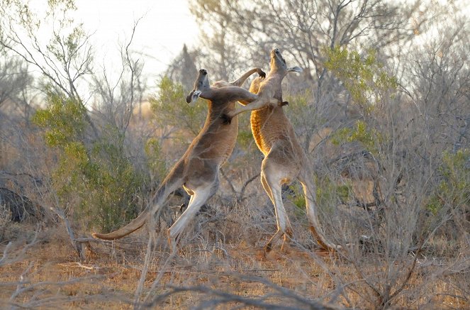 Überleben in Australiens Wildnis - Filmfotos