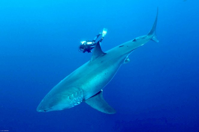 Die Jäger des Mittelmeeres: Haie vom Aussterben bedroht - Van film