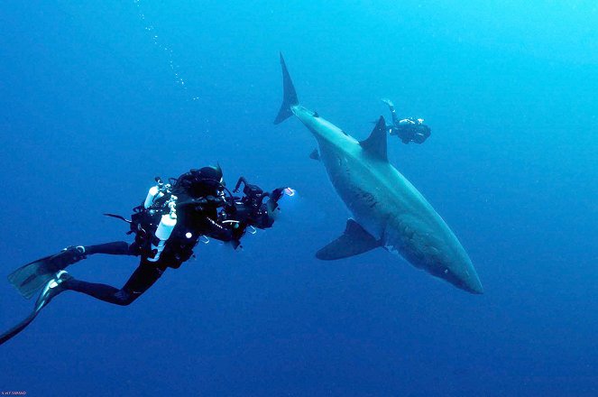 Die Jäger des Mittelmeeres: Haie vom Aussterben bedroht - Kuvat elokuvasta
