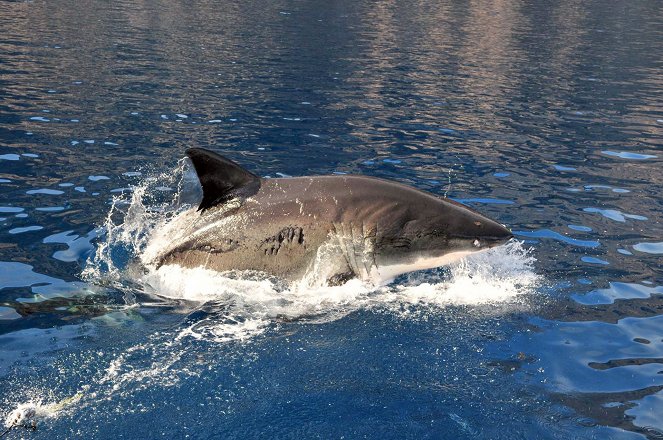 Die Jäger des Mittelmeeres: Haie vom Aussterben bedroht - Photos