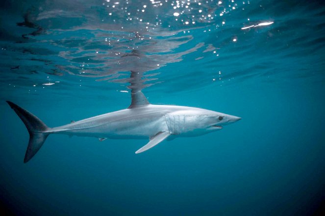 Die Jäger des Mittelmeeres: Haie vom Aussterben bedroht - De la película