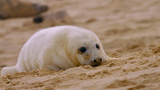 The Wonderful World of Baby Animals - Z filmu