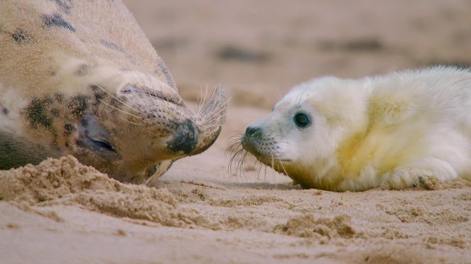 The Wonderful World of Baby Animals - Do filme