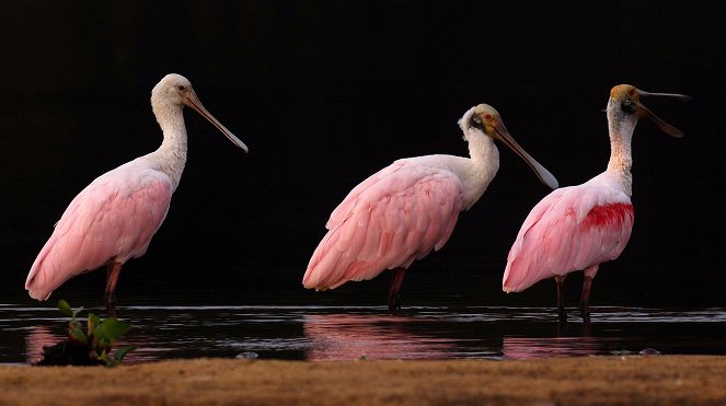 Erlebnis Erde: Naturwunder Pantanal - Brasiliens geheimnisvolle Wildnis - Filmfotos