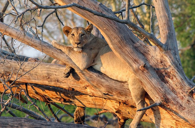 Überleben in der Wildnis - Kampf im Gorongosa-Nationalpark - Z filmu