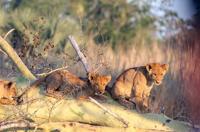 Überleben in der Wildnis - Kampf im Gorongosa-Nationalpark - Photos