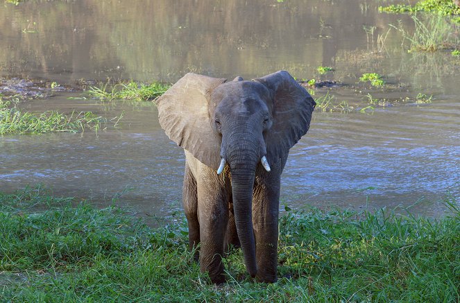 Überleben in der Wildnis - Kampf im Gorongosa-Nationalpark - Z filmu