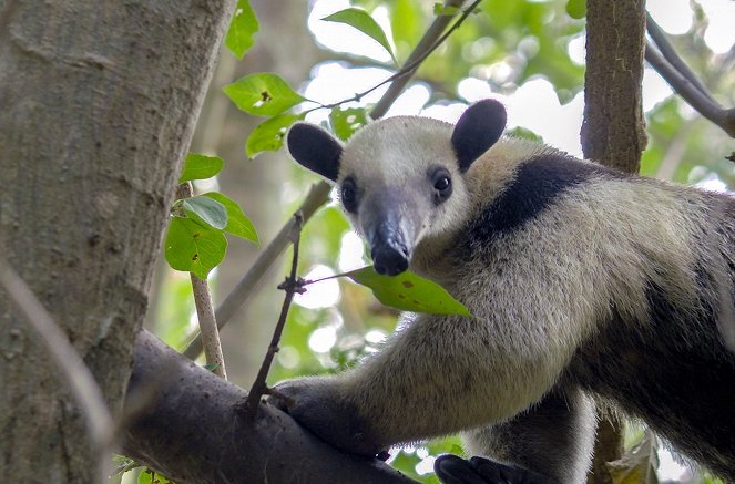 Metamorphosen - Die Wildnis kehrt zurück - Costa Rica – Mission Tropenwald - Filmfotos