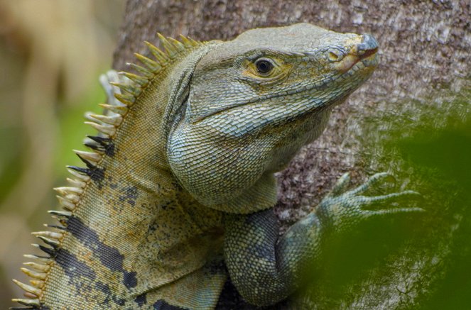 Metamorphosen - Die Wildnis kehrt zurück - Season 1 - Costa Rica – Mission Tropenwald - Filmfotos