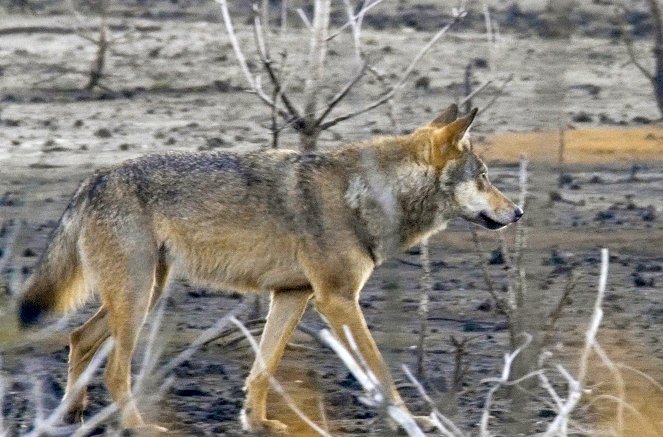 Metamorphosen - Die Wildnis kehrt zurück - Die Lausitz – Experiment Natur - Kuvat elokuvasta