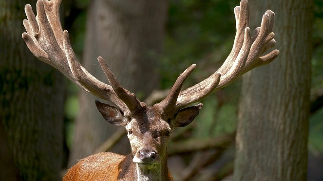 Erlebnis Erde: Tausend Moore, hundert Seen und ein Wald - Naturwunder Schorfheide - De filmes