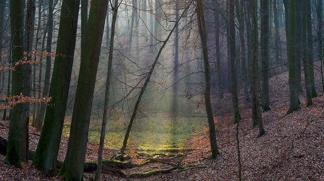 Erlebnis Erde: Tausend Moore, hundert Seen und ein Wald - Naturwunder Schorfheide - De filmes
