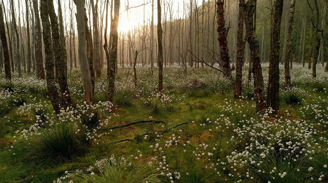 Erlebnis Erde: Tausend Moore, hundert Seen und ein Wald - Naturwunder Schorfheide - Film