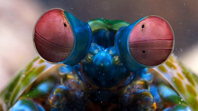 Tiny World - Reef - Van film