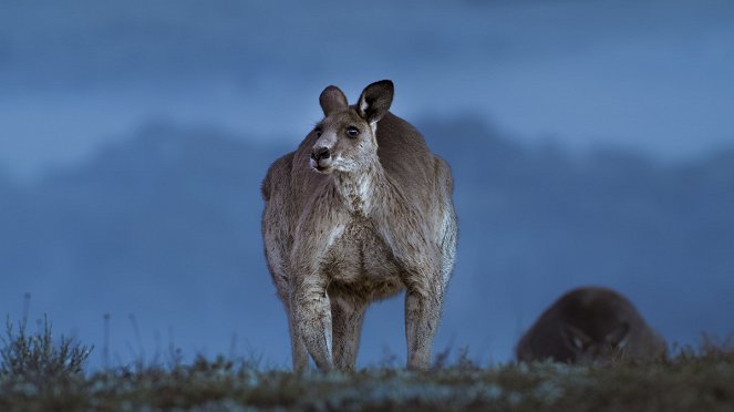 Terre : Les couleurs nocturnes - Season 2 - La Vallée des kangourous - Film