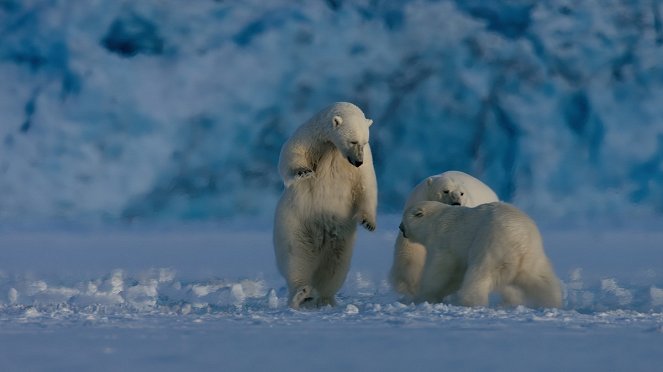 Terre : Les couleurs nocturnes - Season 2 - Un ours polaire en hiver - Film