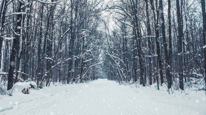 A World of Calm - Snowfall - Van film