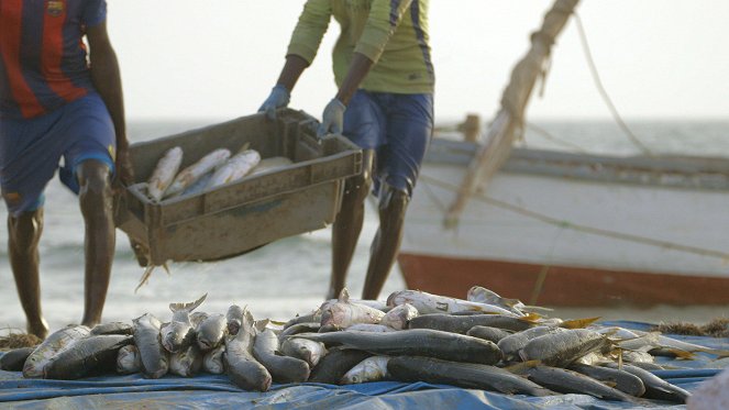 À la rencontre des peuples des mers - Mauritanie : Les Imraguens - Les marins du désert - De la película