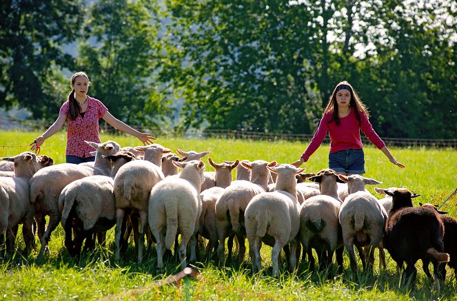Tiere bis unters Dach - Season 8 - Die Schafe sind los - Van film