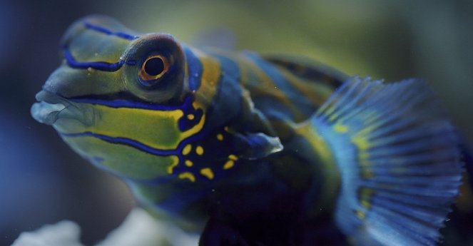 Terre : Les couleurs nocturnes - Season 2 - Le Récif corallien - Film