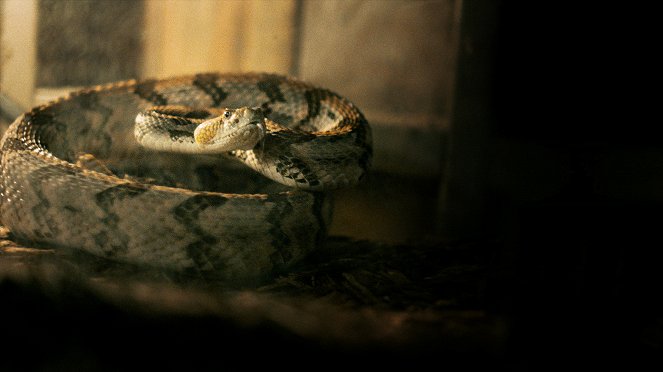 Alabama Snake - Filmfotos