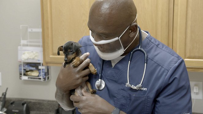 Příšerky v péči jižanských veterinářů - Z filmu