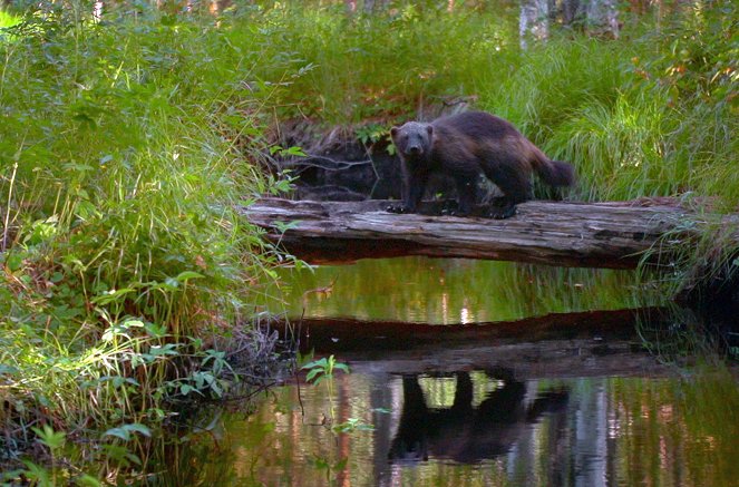 Wildnis Europa - Der Vielfraß - Filmfotos