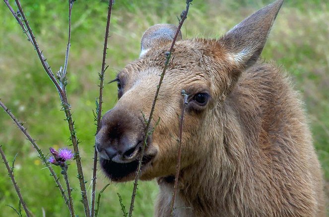 Wildnis Europa - Der Elch - Filmfotos