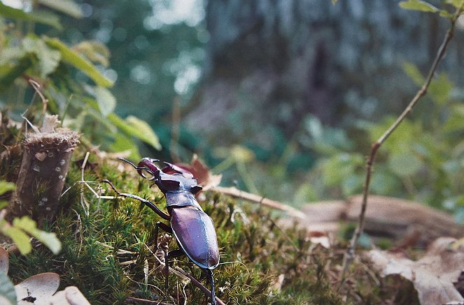 Wildes Dänemark - Der Wald - Filmfotos
