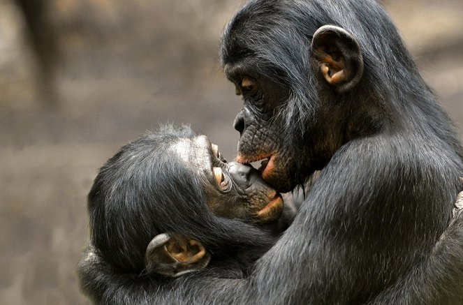 Les Grands Singes - Ces primates si proches de l’homme - Film