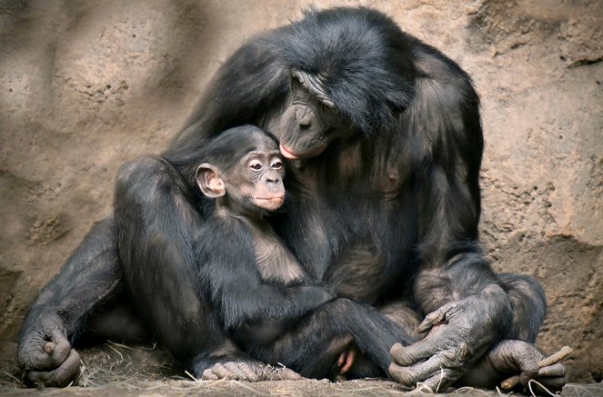 Les Grands Singes - Ces primates si proches de l’homme - Film