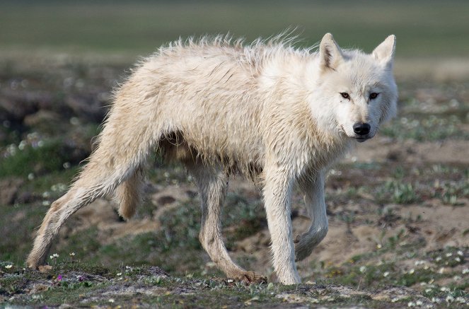 Into the Arctic: Awakening - Photos