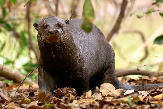 Erlebnis Erde: Naturwunder Pantanal - Brasiliens geheimnisvolle Wildnis - Van film