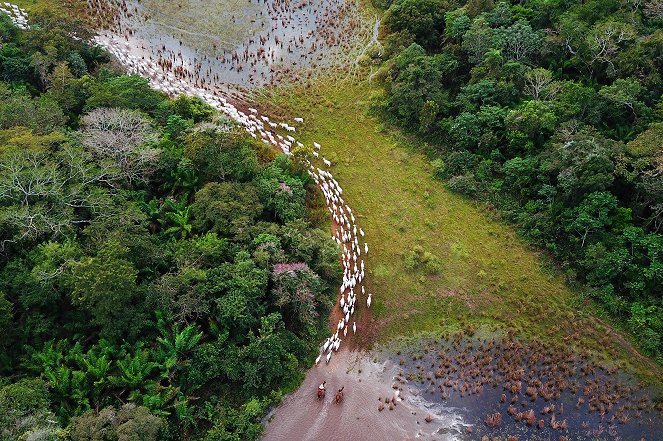 Pantanal, brazilský přírodní zázrak - Z filmu