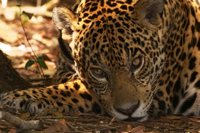 Pantanal, brazilský přírodní zázrak - Z filmu