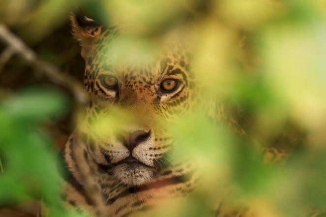Erlebnis Erde: Naturwunder Pantanal - Brasiliens geheimnisvolle Wildnis - Z filmu