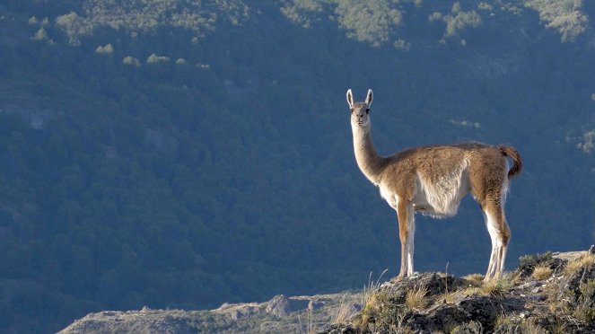 Der Patagonia Park: Eine Reise in die chilenische Wildnis - Kuvat elokuvasta