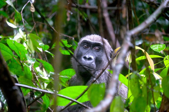 Univerzum - Fókuszban az esőerdők – Klímavédelem Közép-Afrikában - Filmfotók