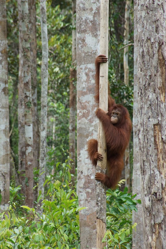 Orangutan Jungle School - Do filme