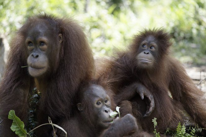 Orangutan Jungle School - Kindergarten mal anders - Filmfotos